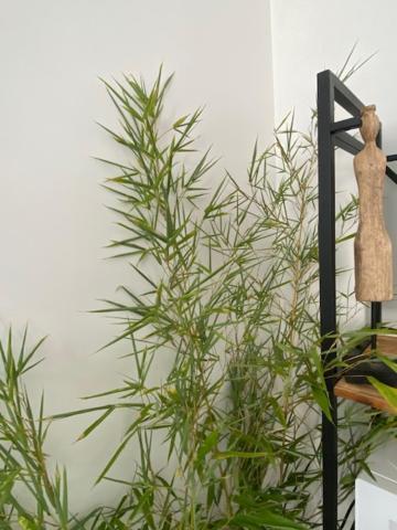 Appartements Pyrenees-Barthou Pau Exteriör bild